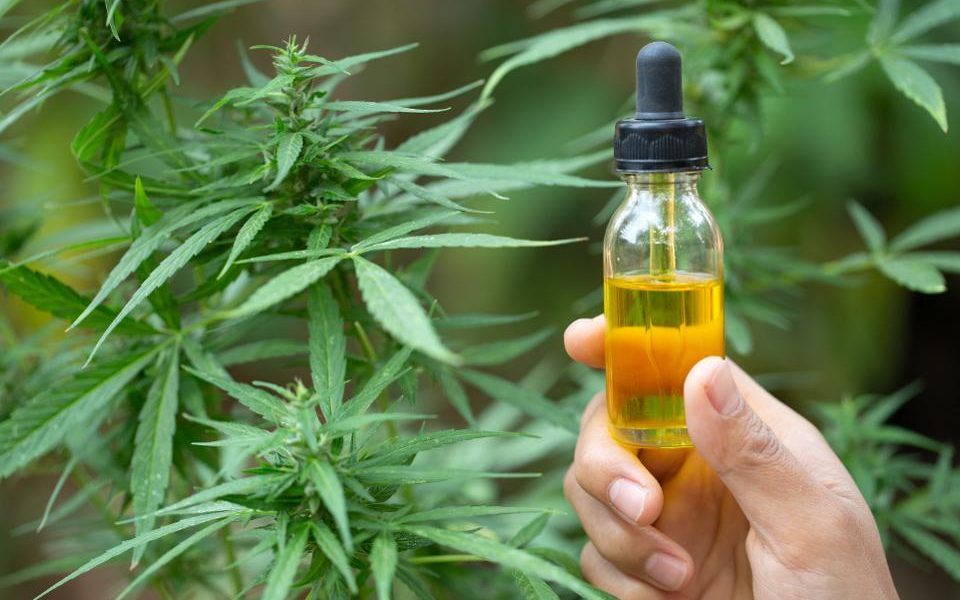 CBD oil from the best brands